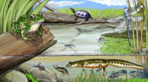 pond-ecosystem.png